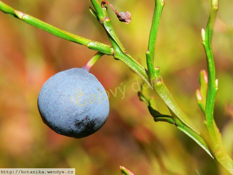 Borůvka nať řezaná